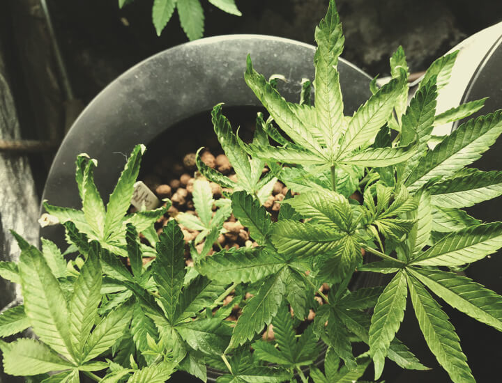 The causes and solutions for yellow cannabis leaves. RQS Blog